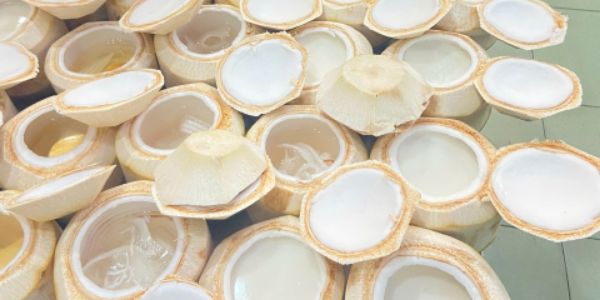 Dừa Bến Tre 190 - Dừa - Bạch Đằng