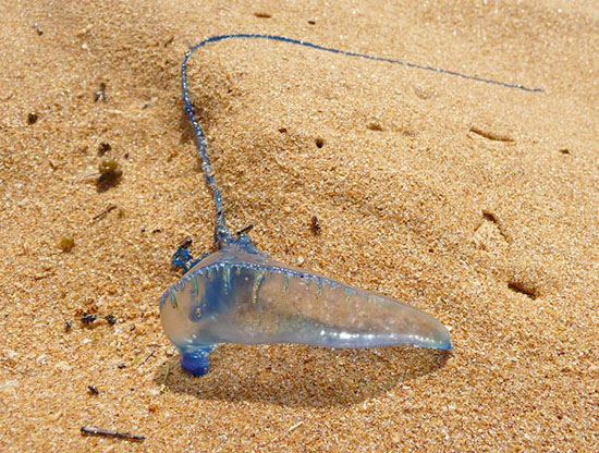 Một con sứa màu xanh trên bãi cát