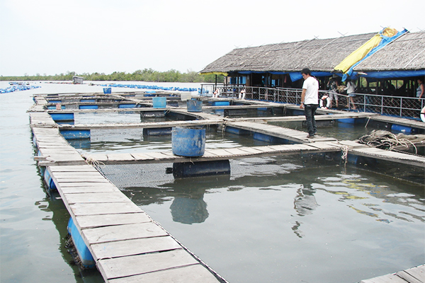 Đảo Long Sơn và những hải sản nổi tiếng thu hút khách du lịch trong tour Long Hải - Vũng Tàu - đảo Long Sơn