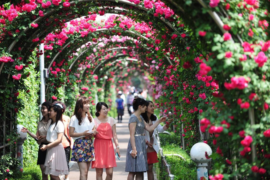 Khám phá lễ hội Hoa hồng Bulgaria & Bạn bè tổ chức lần đầu tại Hà Nội Giới thiệu  Lễ hội hoa xuân Lễ hội hoa Sa Đéc 2017 Lễ hội hoa hồng Lễ hội hoa Đà Lạt Lễ hội hoa anh đào Lễ hội hoa 2017 