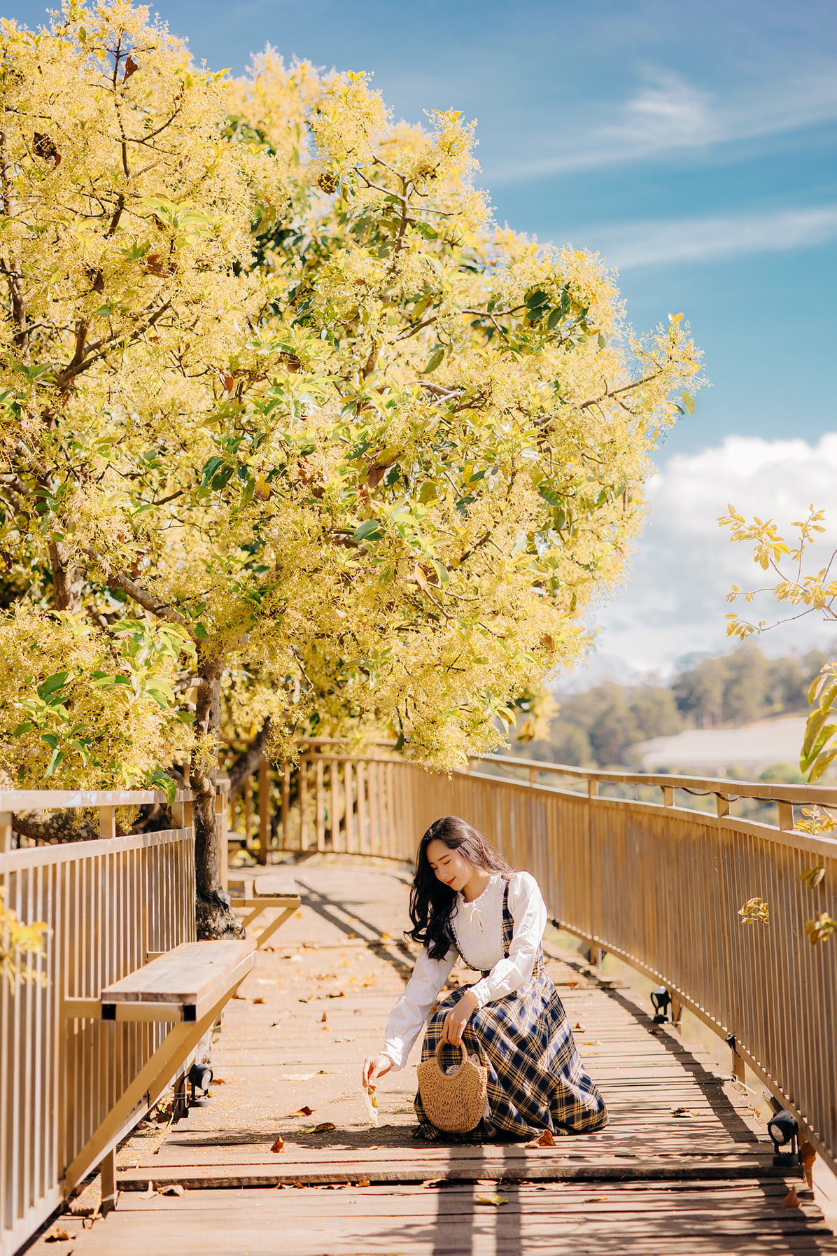 Địa điểm giải trí hoa-bo-vang-ruc-o-da-lat Hoa bơ vàng rực ở Đà Lạt Du lịch  