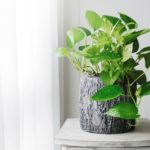 Địa điểm giải trí cach-cham-cay-trau-ba-vang-150x150 Cách chăm cây trầu bà vàng Thông tin  