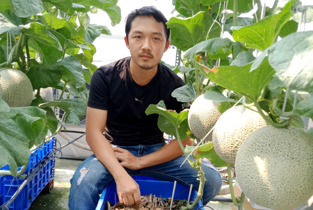 Cách trồng dưa lưới trên vườn sân thượng , cach trong dua luoi tren vuon san thuong