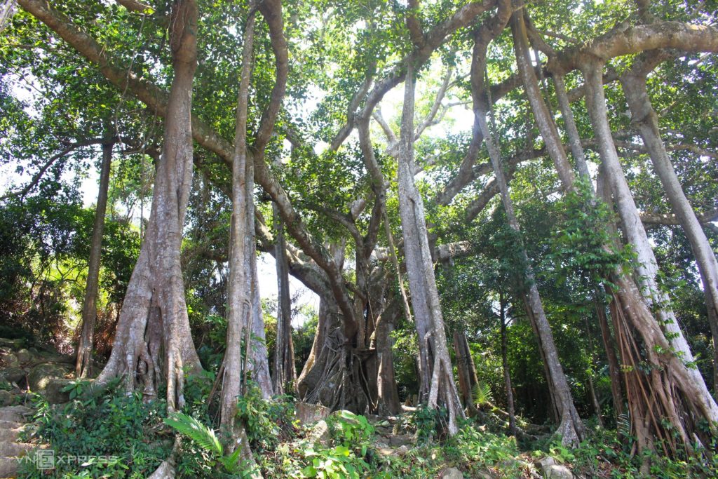 Cây đa hơn 800 năm tuổi trên bán đảo Sơn Trà , cay da hon 800 nam tuoi tren ban dao son tra
