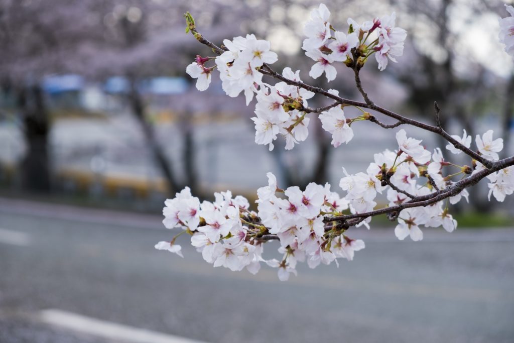 Mùa hoa anh đào Nhật Bản qua ống kính người Việt , mua hoa anh dao nhat ban qua ong kinh nguoi viet