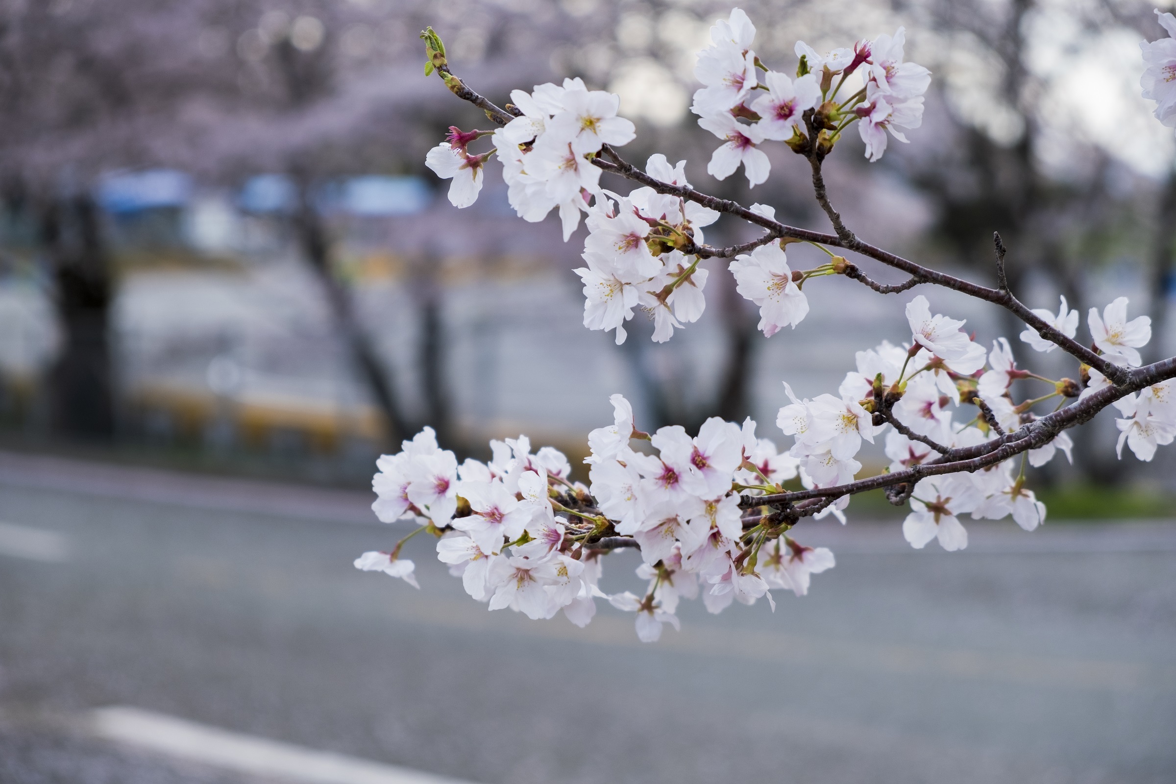 Địa điểm giải trí mua-hoa-anh-dao-nhat-ban-qua-ong-kinh-nguoi-viet Mùa hoa anh đào Nhật Bản qua ống kính người Việt Du lịch  