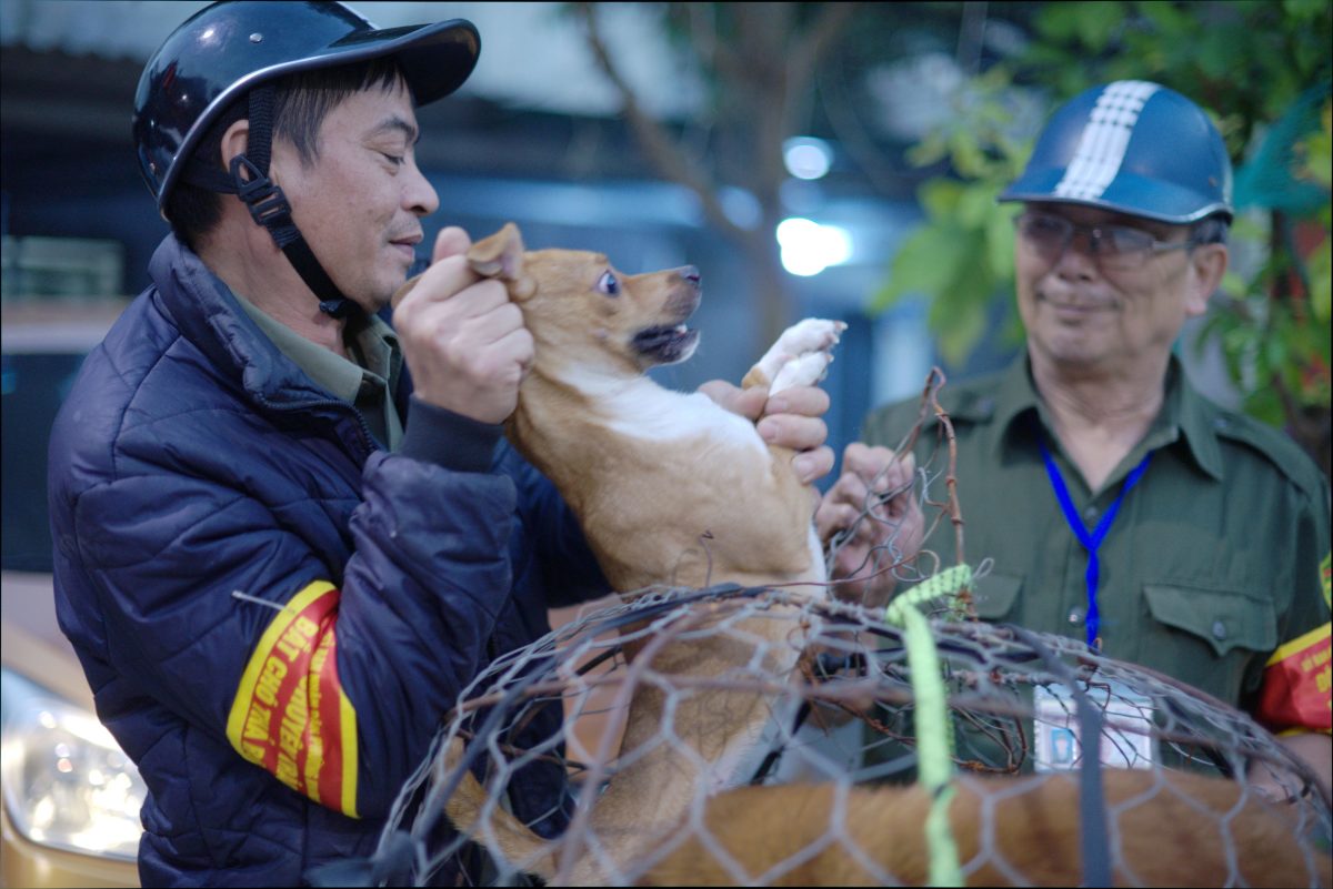 Địa điểm giải trí nguoi-ha-noi-mong-dep-nan-cho-tha-rong Người Hà Nội mong dẹp nạn chó thả rông Thông tin  