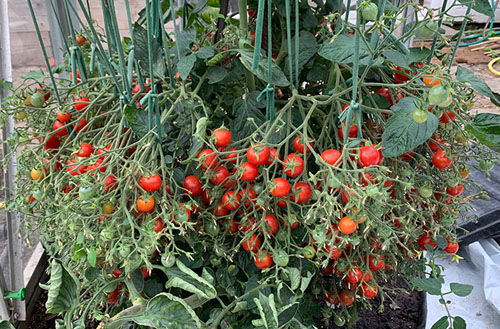 Trồng cây cà chua gần 1.300 quả Thông tin  