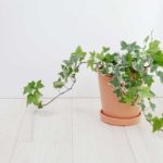 Địa điểm giải trí 10-loai-cay-giup-hut-am-trong-nha-150x150 10 loại cây giúp hút ẩm trong nhà Thông tin  
