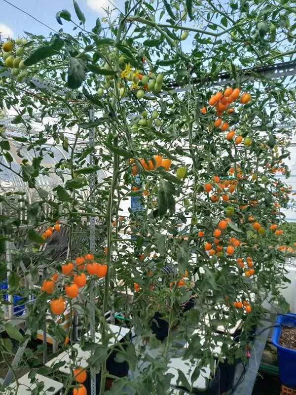 Cách trồng cà chua sân thượng , cach trong ca chua san thuong