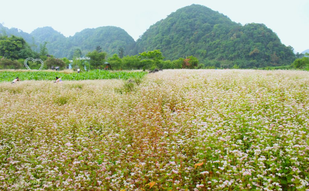 Hoa tam giác mạch trái mùa ở Hà Giang , hoa tam giac mach trai mua o ha giang