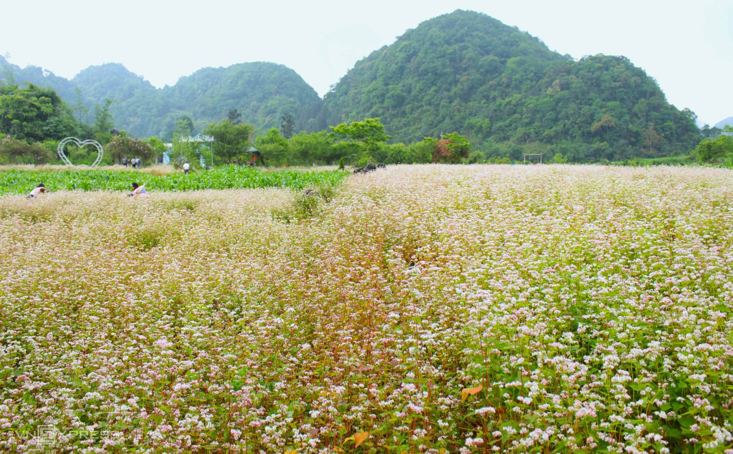 Địa điểm giải trí hoa-tam-giac-mach-trai-mua-o-ha-giang Hoa tam giác mạch trái mùa ở Hà Giang Du lịch  