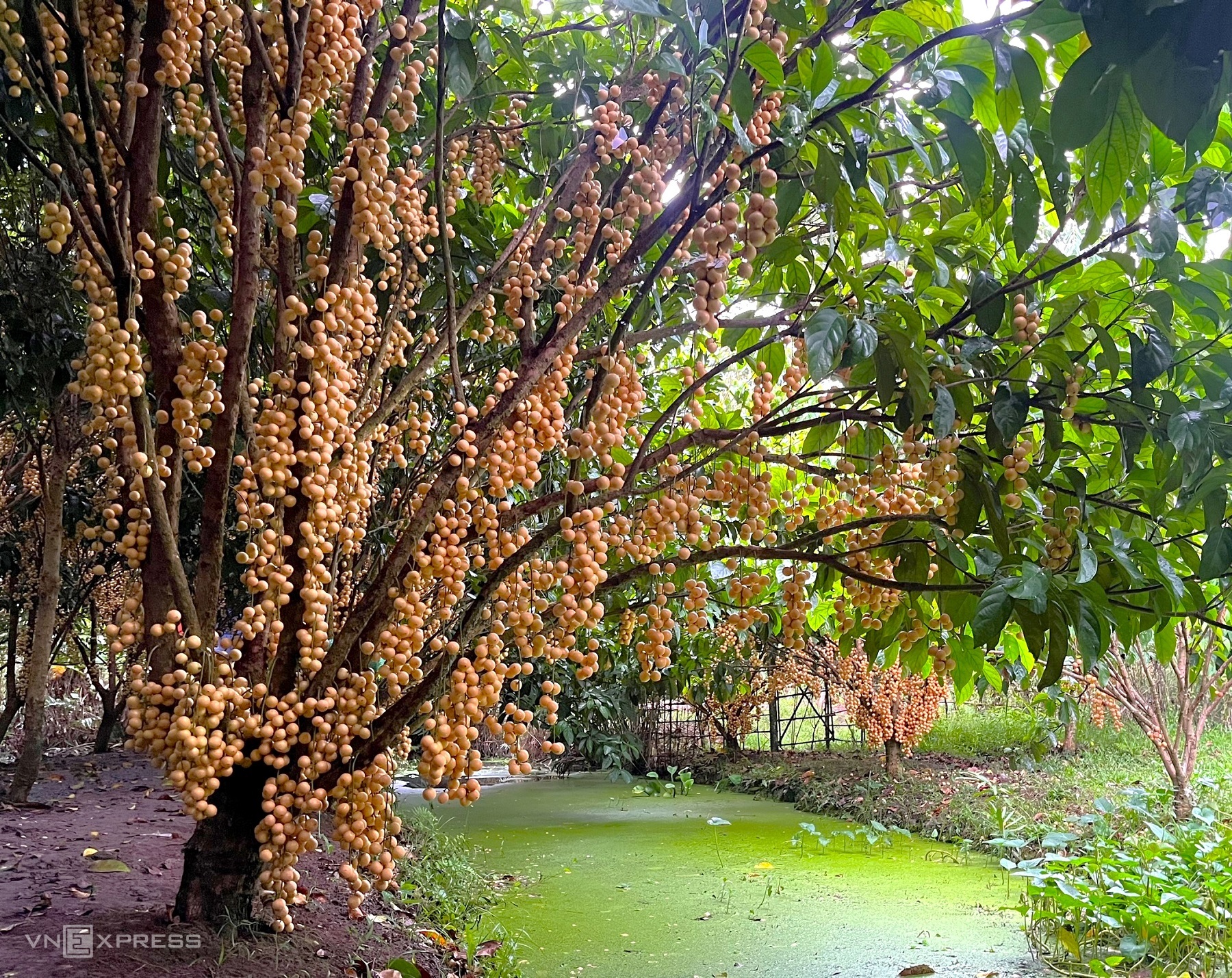 Vườn dâu da kín trái từ gốc tới cành ở Cần Thơ Du lịch  