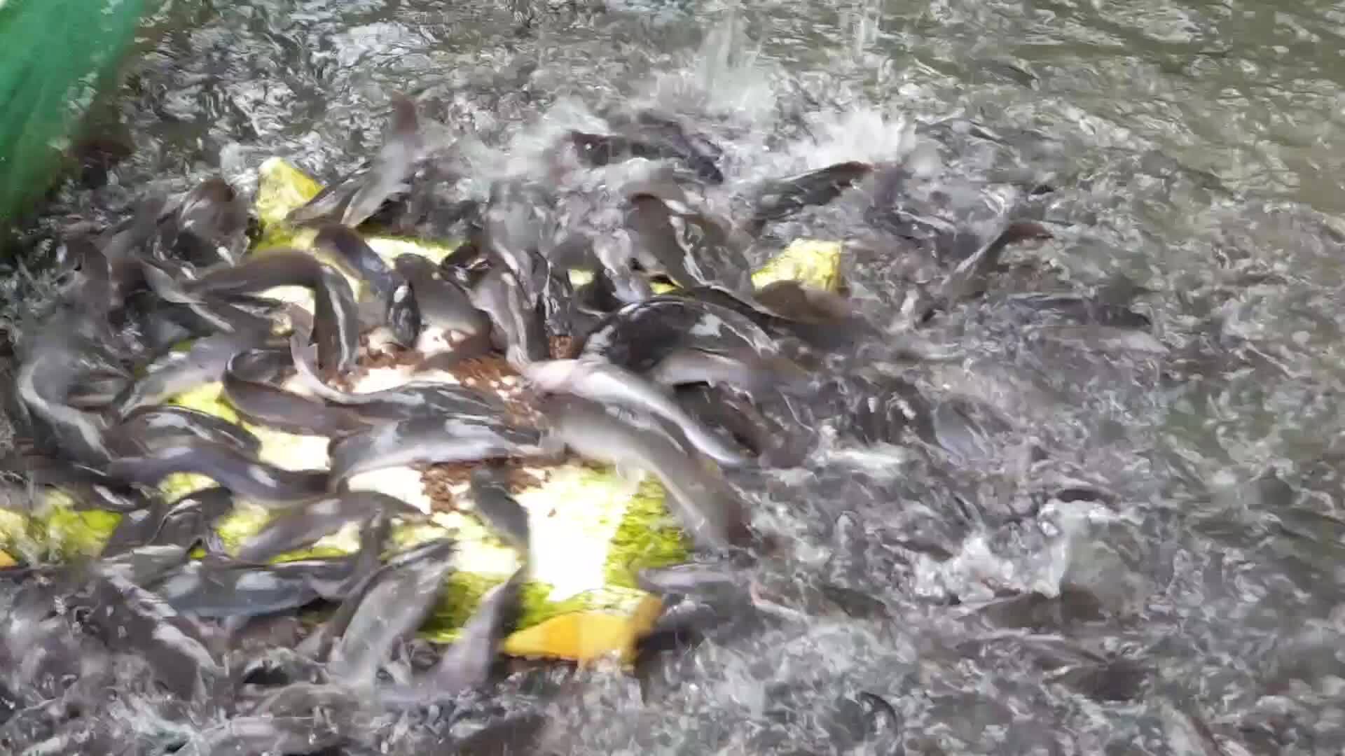 Đàn cá trê biết lên cạn ăn mồi ở miền Tây Du lịch  