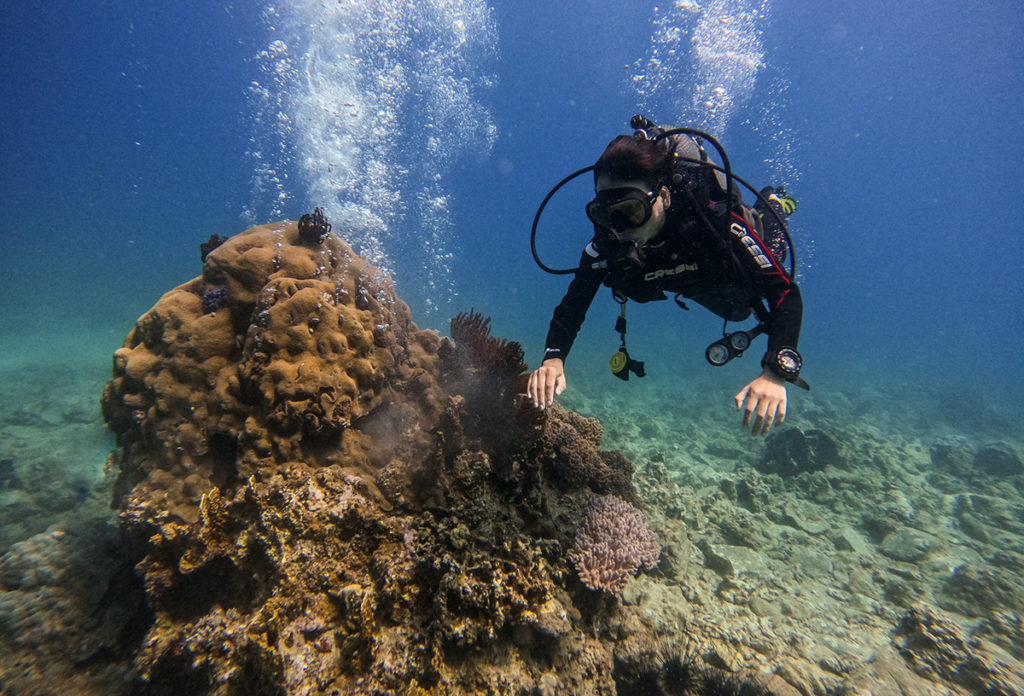 Nha Trang dừng du lịch lặn biển ở điểm dễ gây hại san hô , nha trang dung du lich lan bien o diem de gay hai san ho