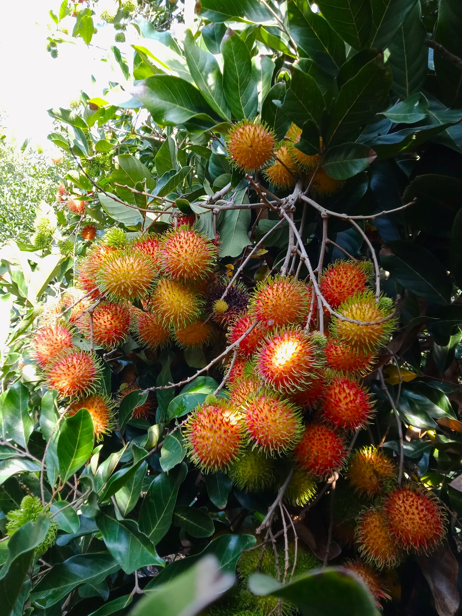 Địa điểm giải trí nhung-vuon-trai-cay-triu-qua-gan-tp-hcm Những vườn trái cây trĩu quả gần TP HCM Du lịch  