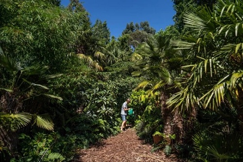 Hơn 30 năm biến vườn nhà thành rừng rậm Thông tin  