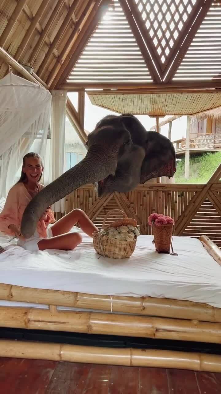 Khu nghỉ dưỡng thân thiện với voi ở Thái Lan Du lịch  