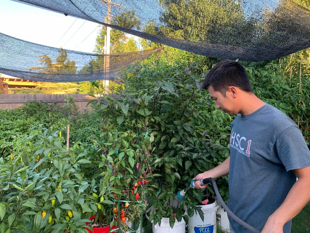 Chàng trai Việt trồng 500 giống ớt độc lạ trên đất Mỹ , chang trai viet trong 500 giong ot doc la tren dat my