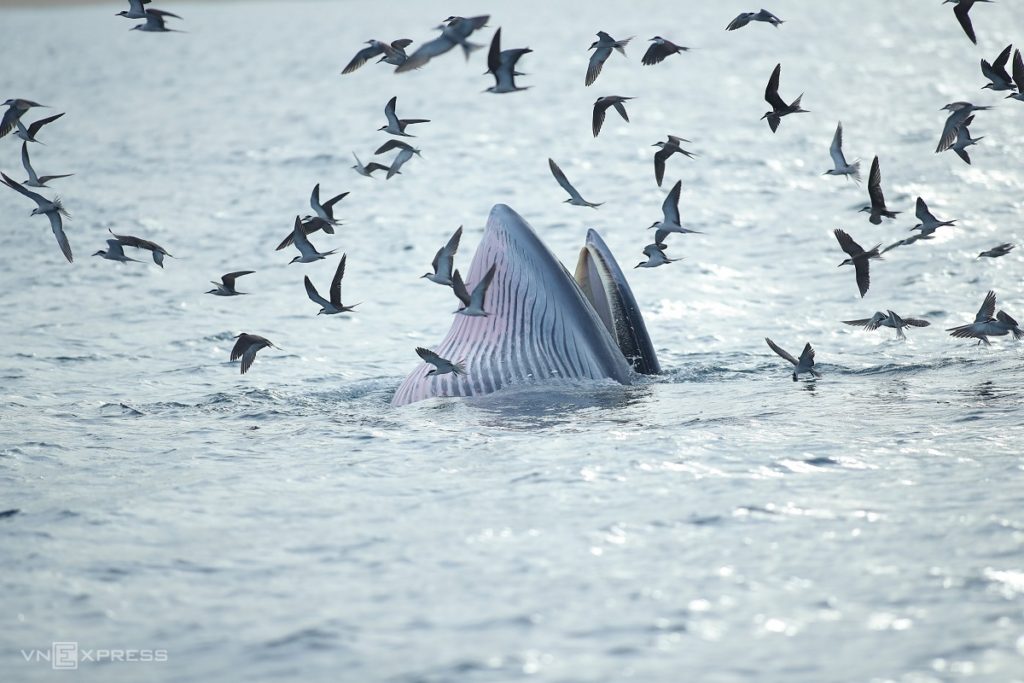 Du khách chiêm ngưỡng cá voi xanh ở biển Đề Gi , du khach chiem nguong ca voi xanh o bien de gi