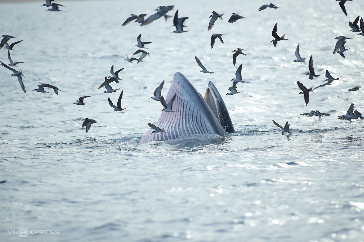 Du khách mải ngắm cá voi xanh 'quên cả say sóng' Du lịch  