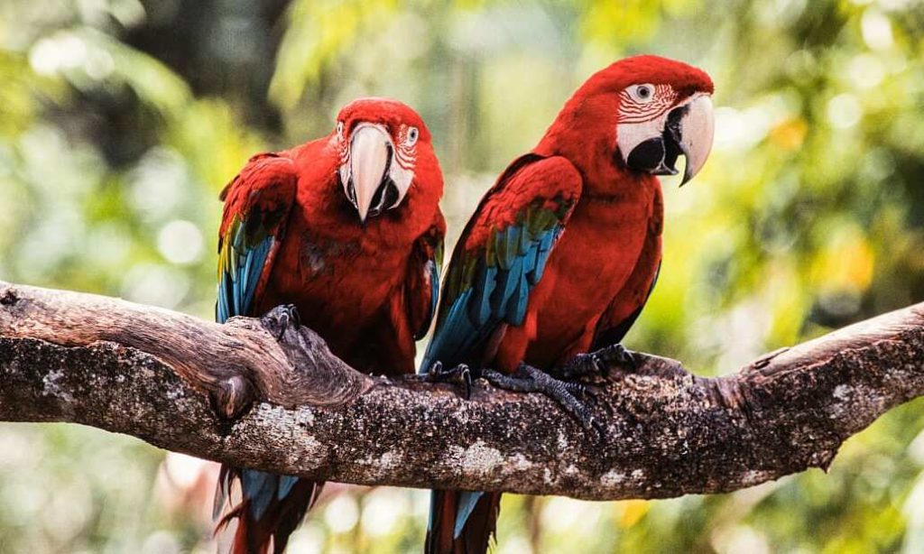 Vườn chim Jurong ở Singapore sẽ đóng cửa , vuon chim jurong o singapore se dong cua