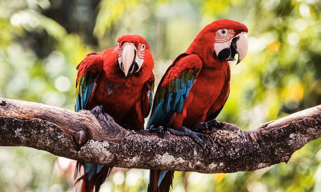 Địa điểm giải trí vuon-chim-jurong-o-singapore-se-dong-cua Vườn chim Jurong ở Singapore sẽ đóng cửa Du lịch  