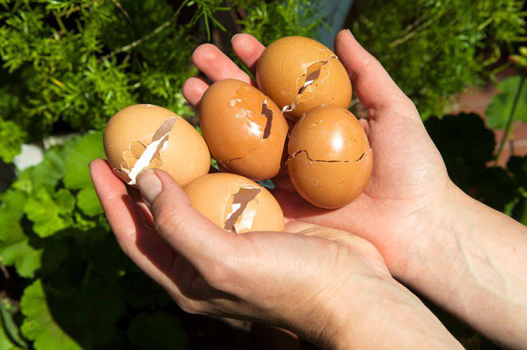 8 công dụng của vỏ trứng , 8 cong dung cua vo trung